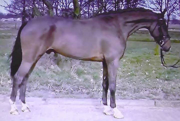 Crocodile dundee photo Richmond Sporthorses